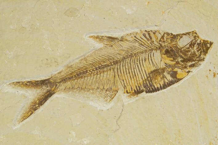 Detailed Fossil Fish (Diplomystus) - Wyoming #316597